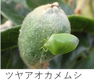 ツヤオカメムシ