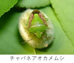 チャバネオアカメムシ