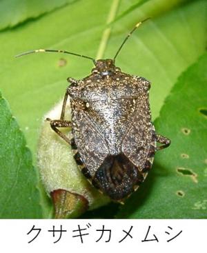 クサギカメムシ