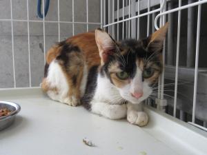 三毛猫