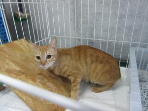 茶トラ猫