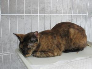 サビキジ猫
