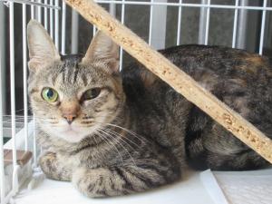 キジ猫２