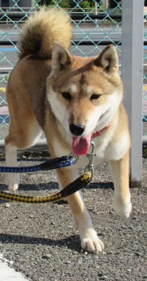 犬の写真1