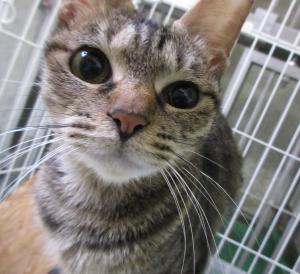 猫の写真１
