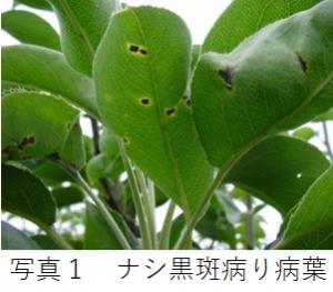 ナシ黒斑病の発病葉