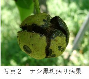 ナシ黒斑病の発病果