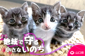 クラウドファンディングイメージ画像(こねこ)
