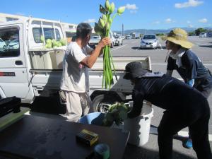 昨年度の出荷の様子