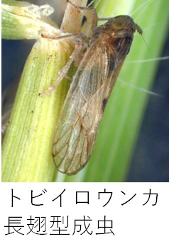トビイロウンカ長翅成虫