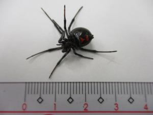 セアカゴケグモ