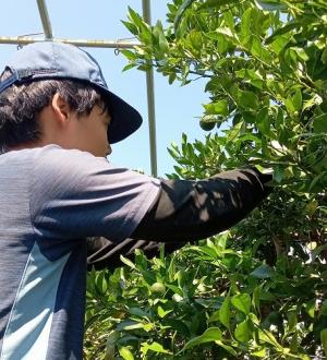 第3回短期入門研修 かんきつ作業