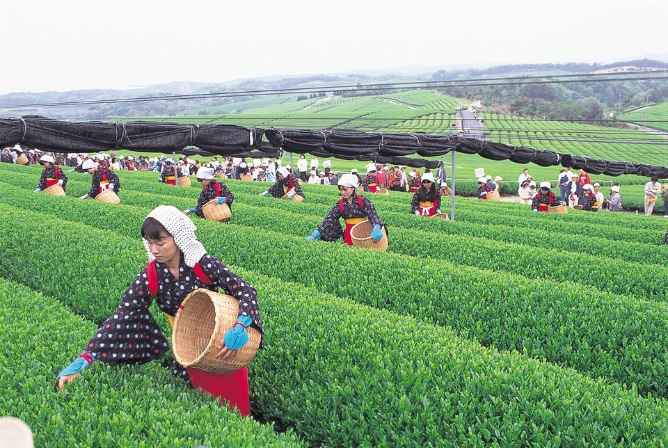 image:Fujigochi Tea Garden
