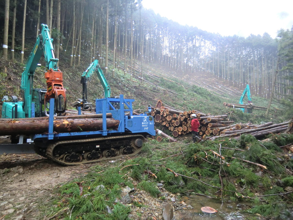 効率的な主伐の実践の画像