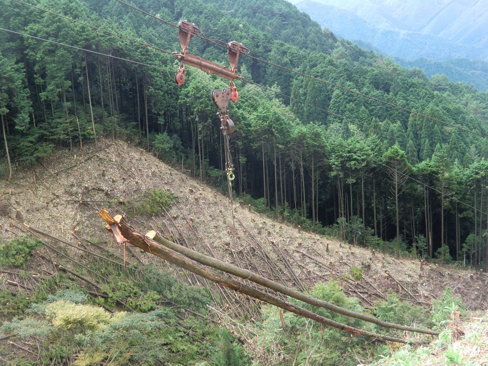 架線による全木集材 架線による全木集材