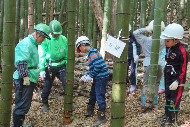 竹の伐採の画像