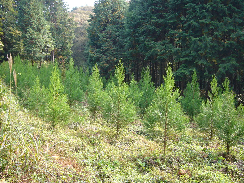 下刈り施行箇所 下刈り施行箇所