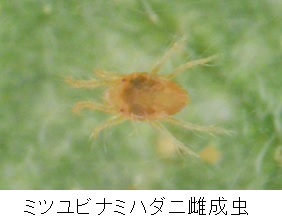 ミツユビナミハダニ雌成虫