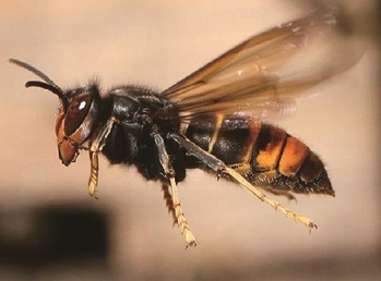 ツマアカスズメバチの画像