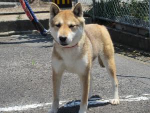 収容犬１
