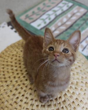 かんちゃん